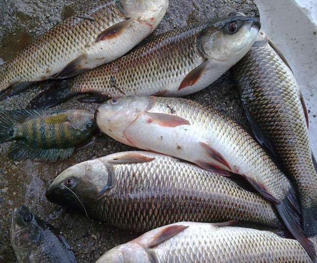 हट गया बैन, अब पटना में बिकेंगी आंध्र की मछलियां