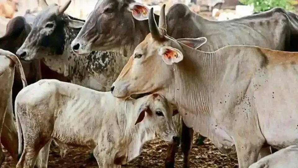 उत्तर प्रदेश में जारी है ठंड का कहर, अस्थाई गोशाला में पांच गायों की मौत